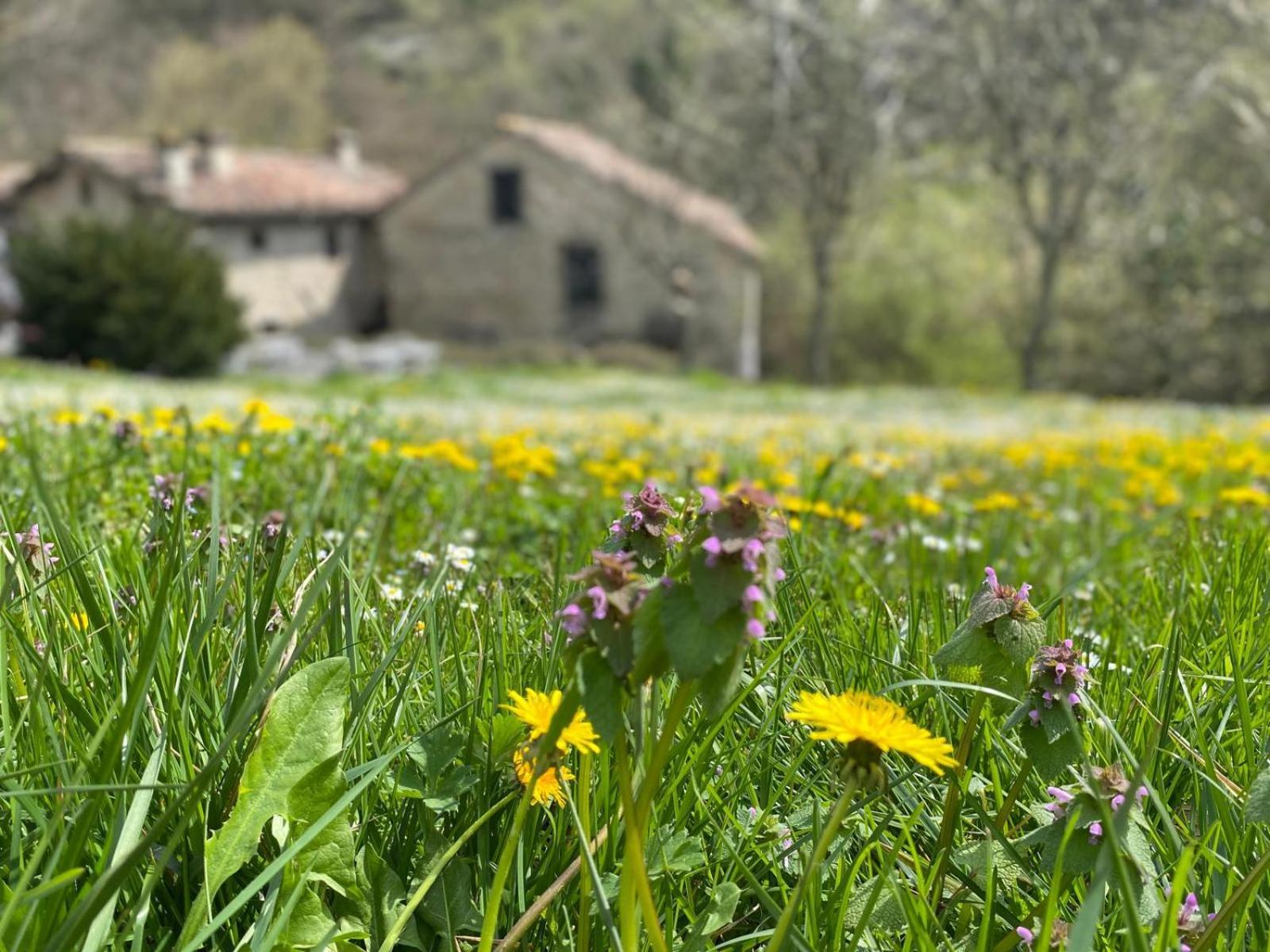 Borgo Corniola B&B Naturista *